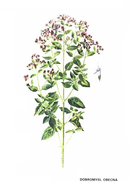 DOBROMYSL OBECNÁ