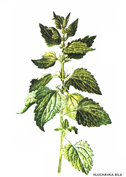 HLUCHAVKA BÍLÁ