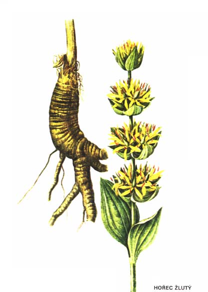 HOŘEC ŽLUTÝ