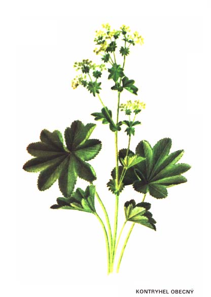 KONTRYHEL OBECNÝ