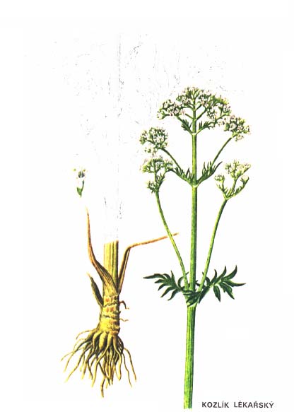 KOZLÍK LÉKAŘSKÝ