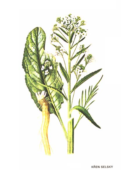 KŘEN SELSKÝ