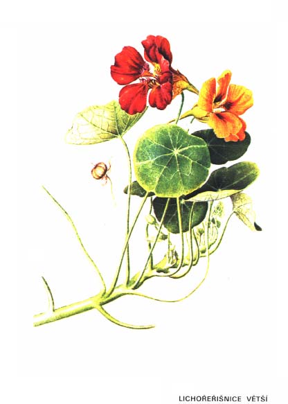 LICHOŘEŘIŠNICE VĚTŠÍ