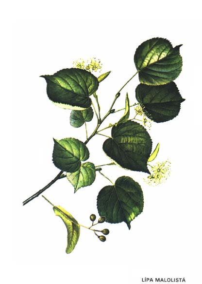 LÍPA MALOLISTÁ