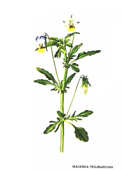 MACEŠKA TROJBAREVNÁ