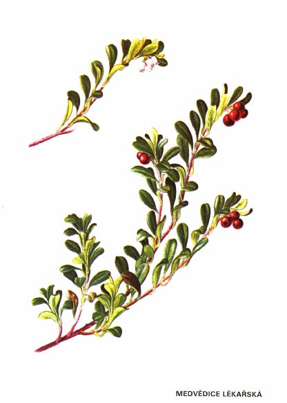 MEDVĚDICE LÉKAŘSKÁ