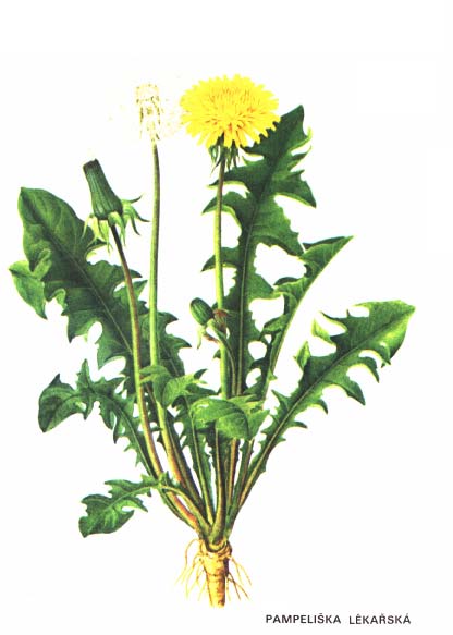 PAMPELIŠKA LÉKAŘSKÁ
