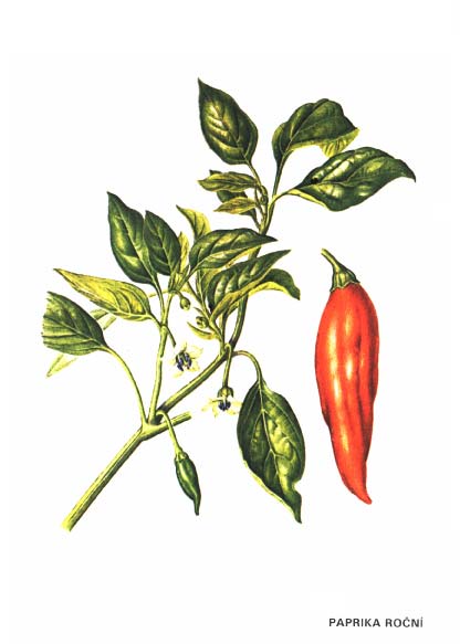PAPRIKA ROČNÍ
