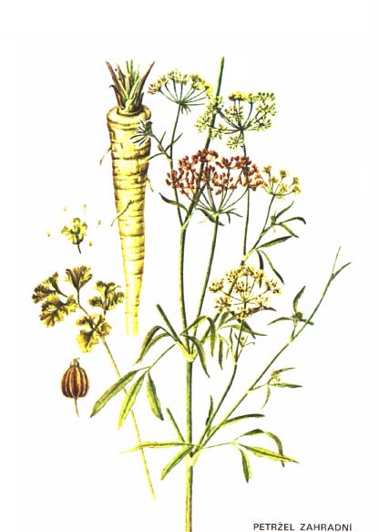 PETRŽEL ZAHRADNÍ