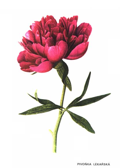 PIVOŇKA LÉKAŘSKÁ