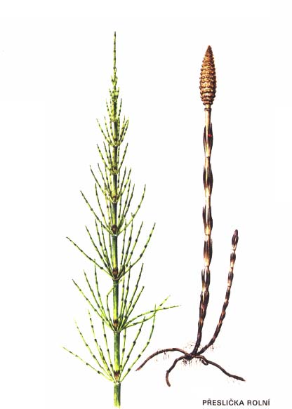 PŘESLIČKA ROLNÍ