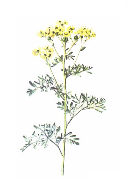 ROUTA VONNÁ