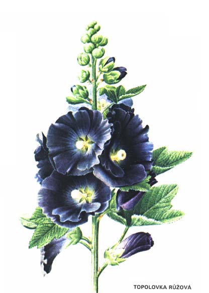 TOPOLOVKA RŮŽOVÁ