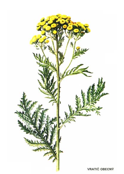 VRATIČ OBECNÝ